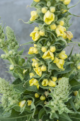 Mullein flower on Gardening.