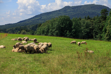 Hochwald in saxony