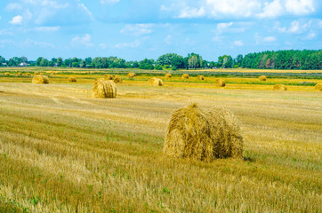 Fototapeta premium haystacks on the field
