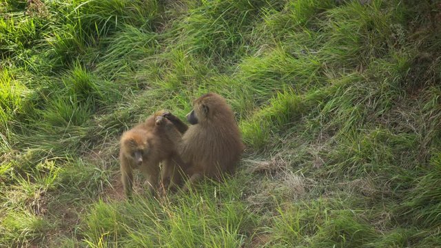 a family of baboons sitting in rocks