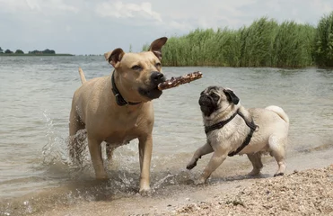 Foto auf Leinwand Glückliche Hunde, amerikanischer Stafford und Mops, die draußen im Wasser mit einem Stock zusammen spielen © monicaclick