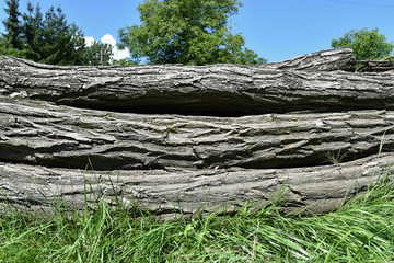 Fototapeta na wymiar A pile of wooden logs