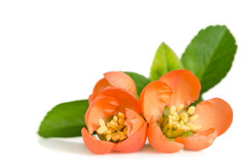beautiful orange flowers on white background