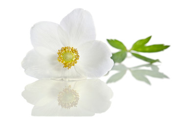 Naklejka na ściany i meble White flower anemone isolated on white background