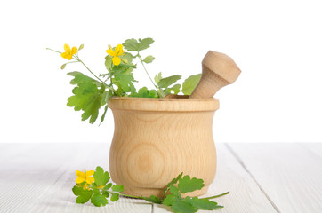 Fresh celandine in wooden mortar on white wooden table