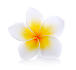 Tropical flowers frangipani (plumeria) isolated on white backgro