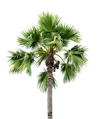 Sugar palm tree isolated on white