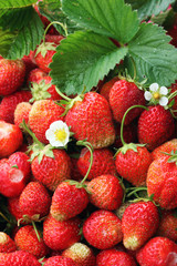crop of strawberries