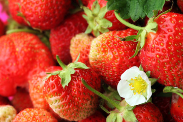 crop of strawberries