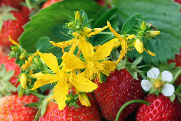Strawberry and tutsan