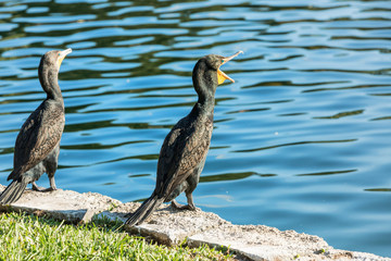 Cormorant drying his wings at a lake Eola, Orlando, Florida,.