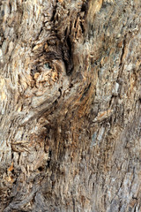 texture of an old tree
