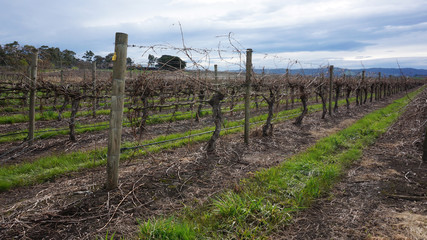 Fototapeta na wymiar Landscape with winter vineyard
