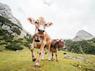 Laufende Kuh mit Glocke auf Alm und grüner Wiese im Gebirge mit Bergen im Hintergrund