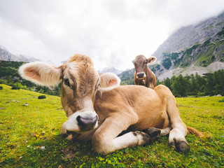 Niedliche Kuh liegend auf grüner Wiese auf Alm im Gebirge