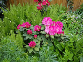 Rhododendronbluete; Rhododendron; Rosenbaum