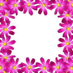 Fototapeta na wymiar Beautiful summer background of delicate purple flowers kosmeya 