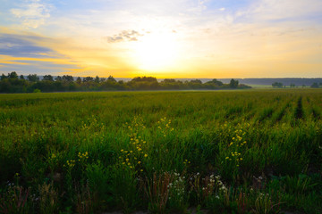 Grass and wild flowers at sunrise