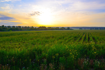 Fototapeta na wymiar Grass and wild flowers at sunrise