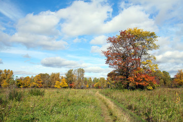 Indian summer in the meadows