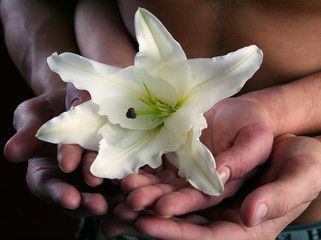 white lily in the hands