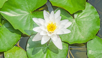 White water lily on the lake, lotus flower with green pads