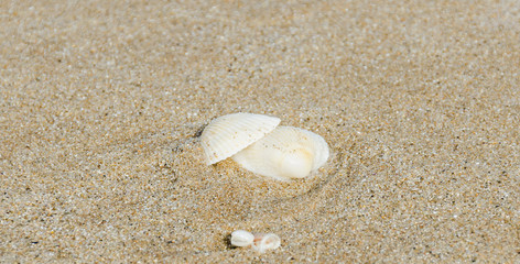 Many type of sea shells on the beach sand, Black Sea shore, text