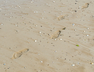 Foot steps in beach sand, Black Sea shore, seashells, footprints