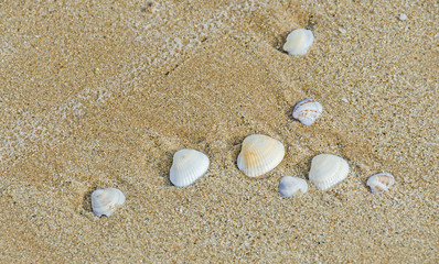 Many type of sea shells on the beach sand, Black Sea shore, texture