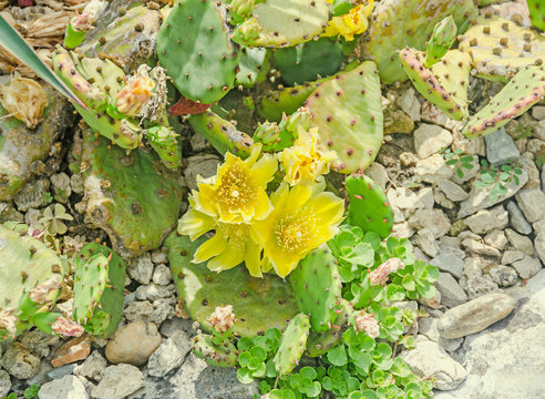 Yellow flower Opuntia humifusa, the devils tongue, eastern prick
