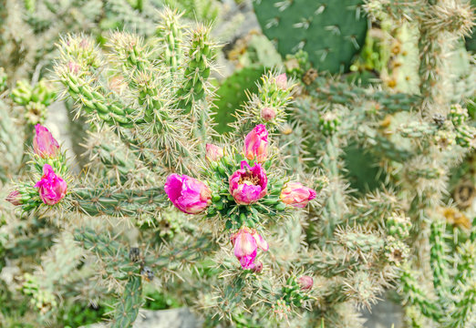 Pink flower Opuntia humifusa, the devils tongue, eastern prickly