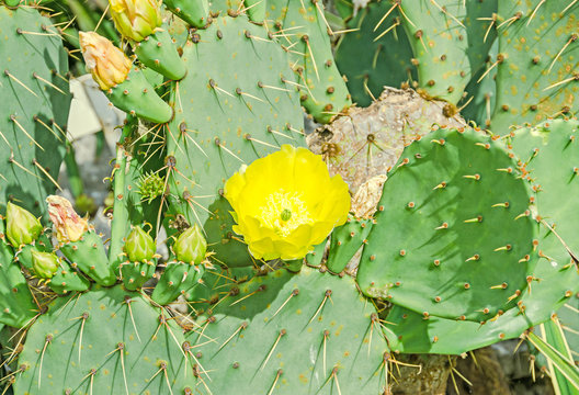Yellow flower Opuntia humifusa, the devils tongue, eastern prick