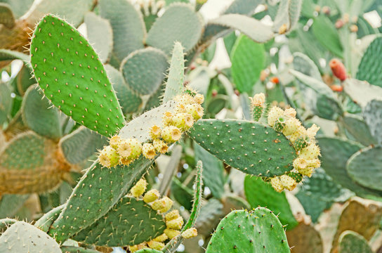 Green opuntia ficus-indica, cactus. Know as Indian fig opuntia