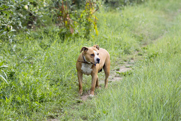 Female senior American Staffordshire Terrier in nature