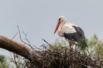 White stork