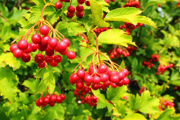 Guelder rose (Viburnum opulus) berries