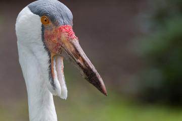 Wattled crane
