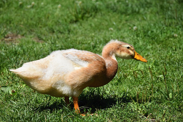 Brown duck on a farm.