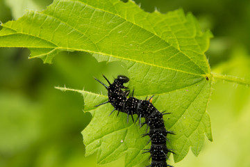 Ugly, worm-like in spikes caterpillar eats leaves of grapes
