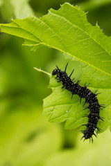 Ugly, worm-like in spikes caterpillar eats leaves of grapes