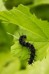 Ugly, worm-like in spikes caterpillar eats leaves of grapes