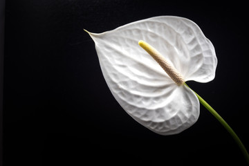 Anthurium, flower, close-up, macro.