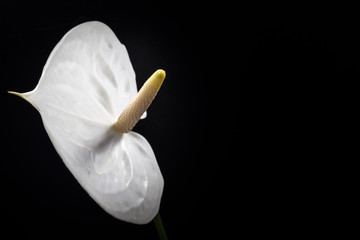 Anthurium, flower, close-up, macro.
