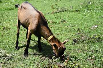 Brown goat graze in the meadow
