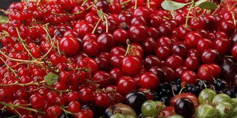 berry background