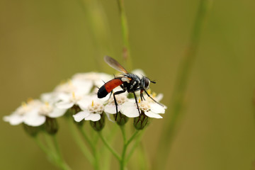 Raupenfliege