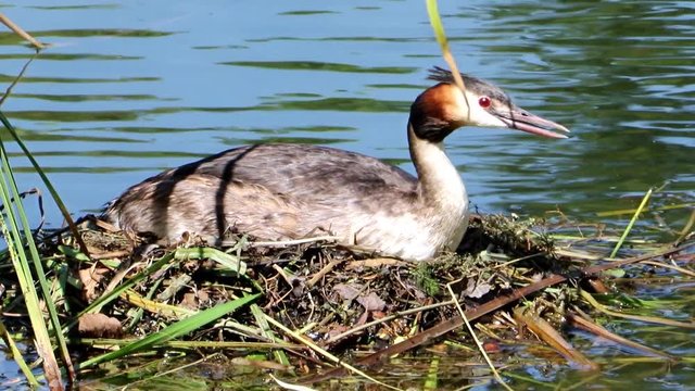 The great crested grebe (Podiceps cristatus) sitting on eggs in the nest on the lake