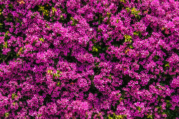 Pink flowers background