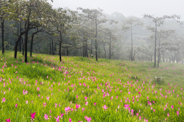 Obraz premium Wild siam tulips blooming field