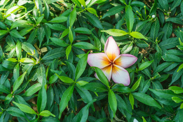 Beautiful white plumeria flower in Gardenia bush